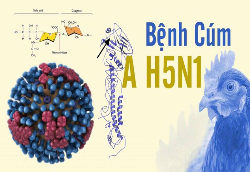Sự Khác Nhau Giữa Nhiễm cúm A/H1N1 và A/H5N1?